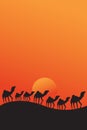 Camels walking in desert sunset