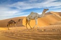 Camels walking through a desert Royalty Free Stock Photo