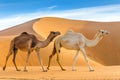 Camels walking through a desert Royalty Free Stock Photo