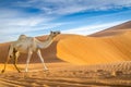 Camels walking through a desert