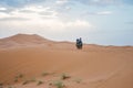 Camels walking on sand dunes during sunset in Erg Chebbi desert, near Merzouga, Sahara Desert Royalty Free Stock Photo