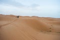 Camels walking on sand dunes during sunset in Erg Chebbi desert, near Merzouga, Sahara Desert Royalty Free Stock Photo