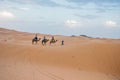 Camels walking on sand dunes during sunset in Erg Chebbi desert, near Merzouga, Sahara Desert Royalty Free Stock Photo