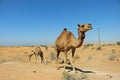 Camels wander the deserts in UAE Royalty Free Stock Photo