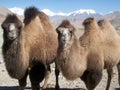 Camels watching