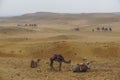 Camels wearing colorful saddle blankets wait for riders on sand covered with litter