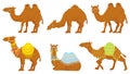 Camels. Wild and domesticated desert caravan animals with saddle. Camel vector isolated cartoon characters set. Royalty Free Stock Photo