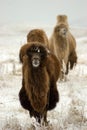 Camels at the winter pasture Royalty Free Stock Photo