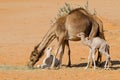 Camels with young calves