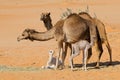 Camels with young calves