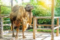 Camels in the zoo at bangkok Royalty Free Stock Photo