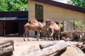 Camels in the zoo, keeping animals in captivity Royalty Free Stock Photo