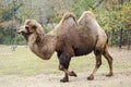 Camels in the Zoo of Prague Czech Republic Royalty Free Stock Photo