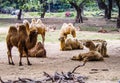 camels in the zoo