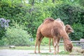 Camels in a Zoo Royalty Free Stock Photo