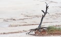 Camelthorn tree in Deadvlei Royalty Free Stock Photo