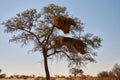 Camelthorn tree with Sociable Weaver bird`s nests Royalty Free Stock Photo