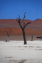 Camelthorn trees in Deadvlei Royalty Free Stock Photo