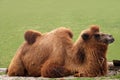 Camelus bactrianus - camel