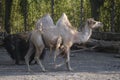 Camelus bactrianus camel in the enclosure Royalty Free Stock Photo