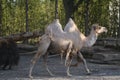 Camelus bactrianus camel in the enclosure Royalty Free Stock Photo