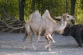 Camelus bactrianus camel in the enclosure Royalty Free Stock Photo