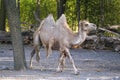 Camelus bactrianus camel in the enclosure Royalty Free Stock Photo