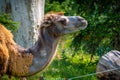 Two humped camel latin name Camelus bactrianus, detail of animal Royalty Free Stock Photo