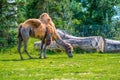 Two humped camel latin name Camelus bactrianus, detail of animal. Royalty Free Stock Photo
