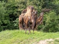 Bactrian camels, Camelus bactrianus, stand on a green hill and observe the surroundingsactrianus, Bactrian camel Royalty Free Stock Photo