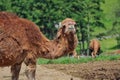 Dromedary Camel also called Somali or Arabian Camel in Czech Farm Park