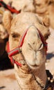 Camelus dromedarius one humped camel used in Middle East