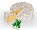 Camembert brie cheese and basil leaves Royalty Free Stock Photo