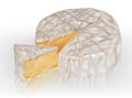 Camembert brie cheese Royalty Free Stock Photo