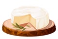 Camembert cheese, brie french soft creamy food on wooden tray in cartoon style isolated on white background. Royalty Free Stock Photo