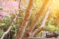 Camera and Bible placed on a wooden terrace beneath the blooming pink blossoms of cherry blossoms in the morning. The beautiful sc