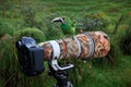 Camera with big telephoto lens and tropic bird. Small toucan sitting on the photographic equipment in the nature habitat.