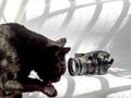 Camera and black cat on a white background