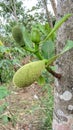 Camera capture close up of the texture of a small jackfruit Royalty Free Stock Photo