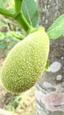 Camera capture close up of the texture of a small jackfruit