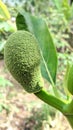Camera capture close up of the texture of a small jackfruit