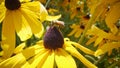 Camera through the flowers. Macro shot of yellow flowers. Daisies with orange petals and green carpels close up