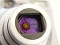 Camera with Flowers Reflection Royalty Free Stock Photo