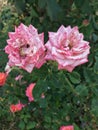 Pink speckled garden roses