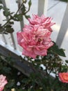Pink speckled garden roses