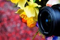 Camera lens, summer flowers on the background of rainbow lights bokeh. LensÃ¢â¬âcreates an artistic image. Garden summer flowers