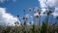 Camera movement in a field of dandelions against the blue sky and the movement of clouds. Macro, 4k, time lapse. Macro