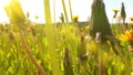 Camera movement in a field of dandelions. Macro, 4k, time lapse. Macro Shot of Dandelions being blown in super slow