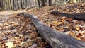 The camera moves along an old felled tree in the autumn forest