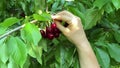 Branches sweet cherry female hand picking dark red drupe daybreak